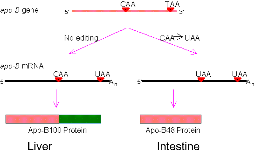 Solved This Figure Outlines The Effect Of RNA Editing In The | Chegg.com