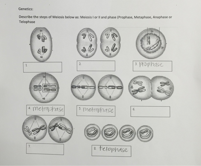 Solved Describe the steps of Meiosis below as: Meiosis I or | Chegg.com