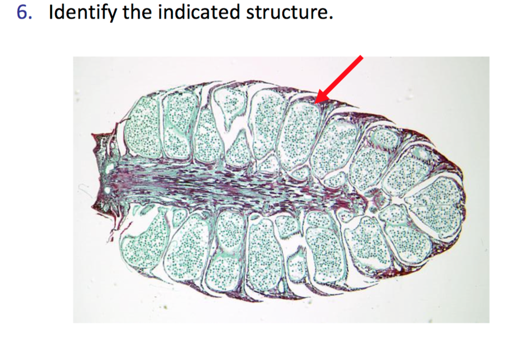 11. What specialized cells line the inner cavity and move fluids through filter feeding sponges? 11. What specialized cells line the inner cavity and move fluids through filter feeding sponges?