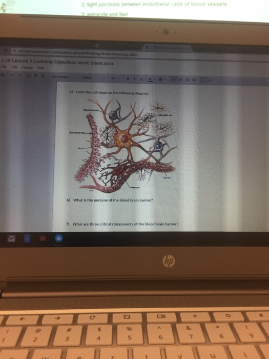 Solved: Label The Cell Types On The Following Diagram: Wha... | Chegg.com