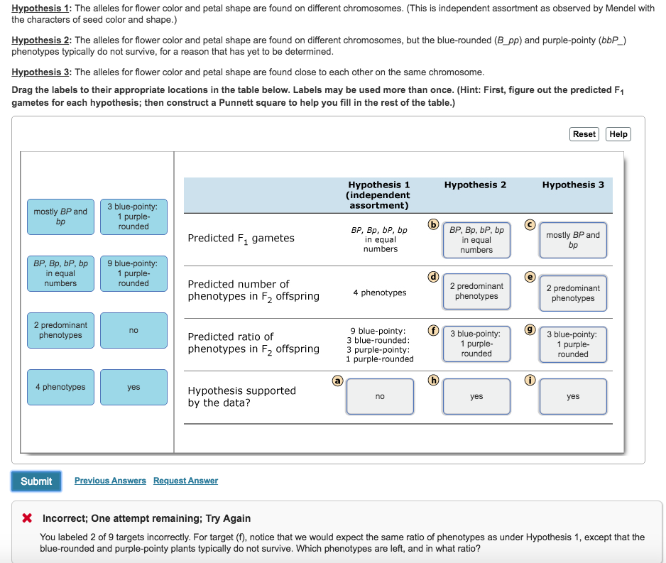 solved-part-c-do-the-alleles-for-different-characters-always-chegg