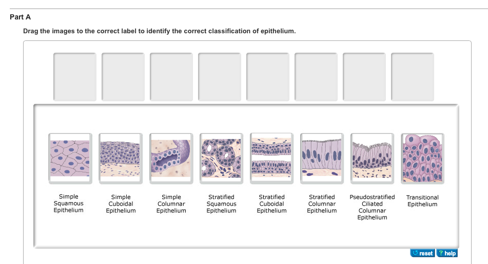 Solved Drag the images to the correct label to identify the | Chegg.com