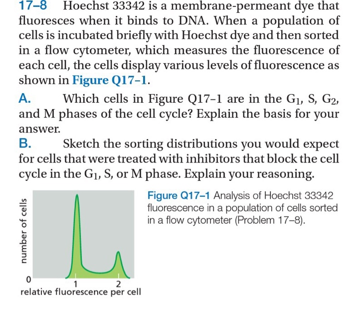 Solved Hoechst 33342 is a membranepermeant dye that