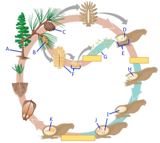 Solved The image above is a diagram of the pine life cycle. | Chegg.com