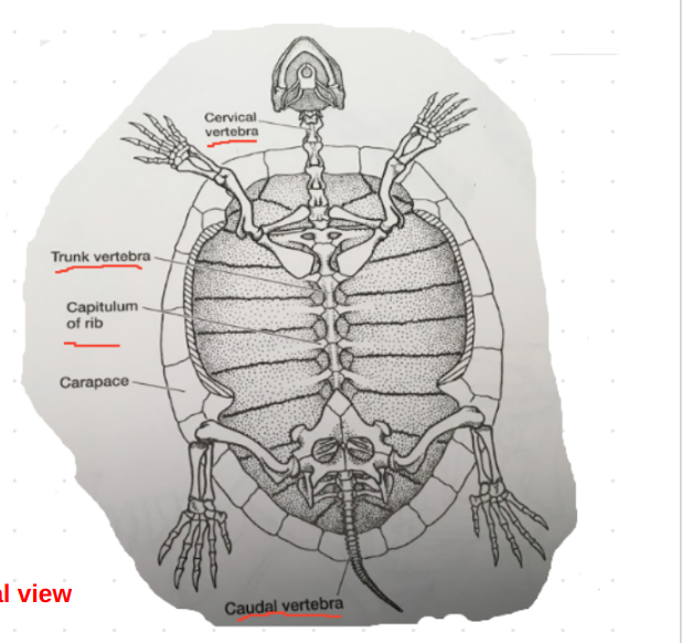 Solved Cervical vertebra Trunk vertebra Capitulum of rib | Chegg.com