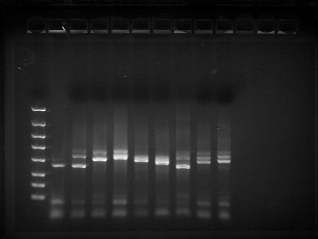 Solved We are analyzing PCR reaction products by agarose