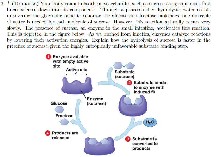 Solved Explain how the hydrolysis of sucrose is faster in