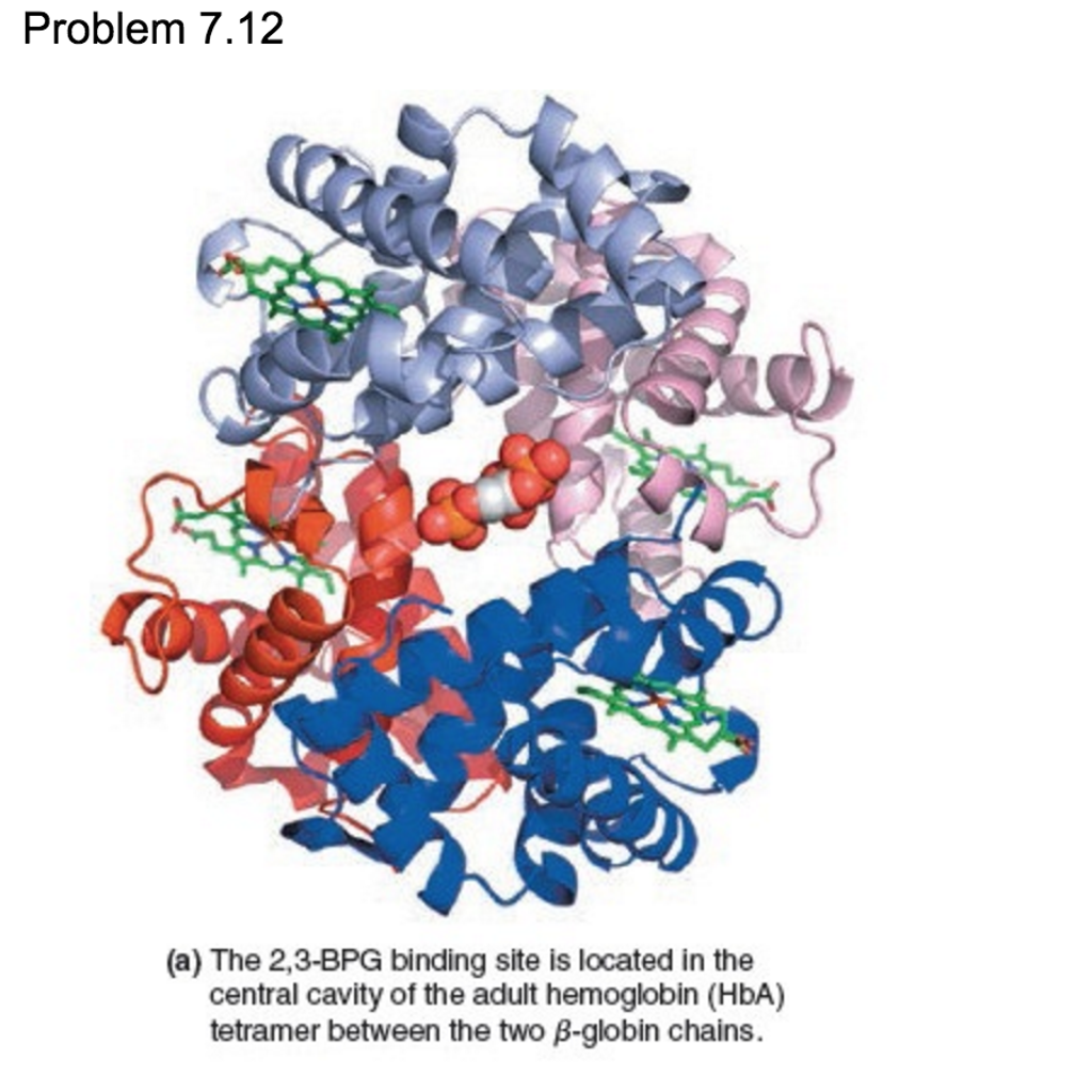 Solved Problem 7.12 (a) The 2,3-BPG binding site is located | Chegg.com