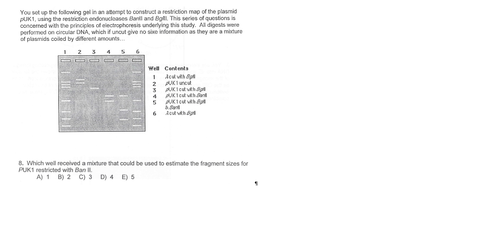 solved-you-set-up-the-following-gel-in-an-attempt-to-chegg