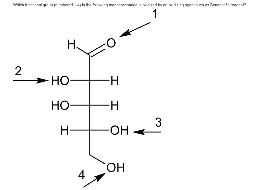 Solved Which functional group (numbered 1-4) in the | Chegg.com