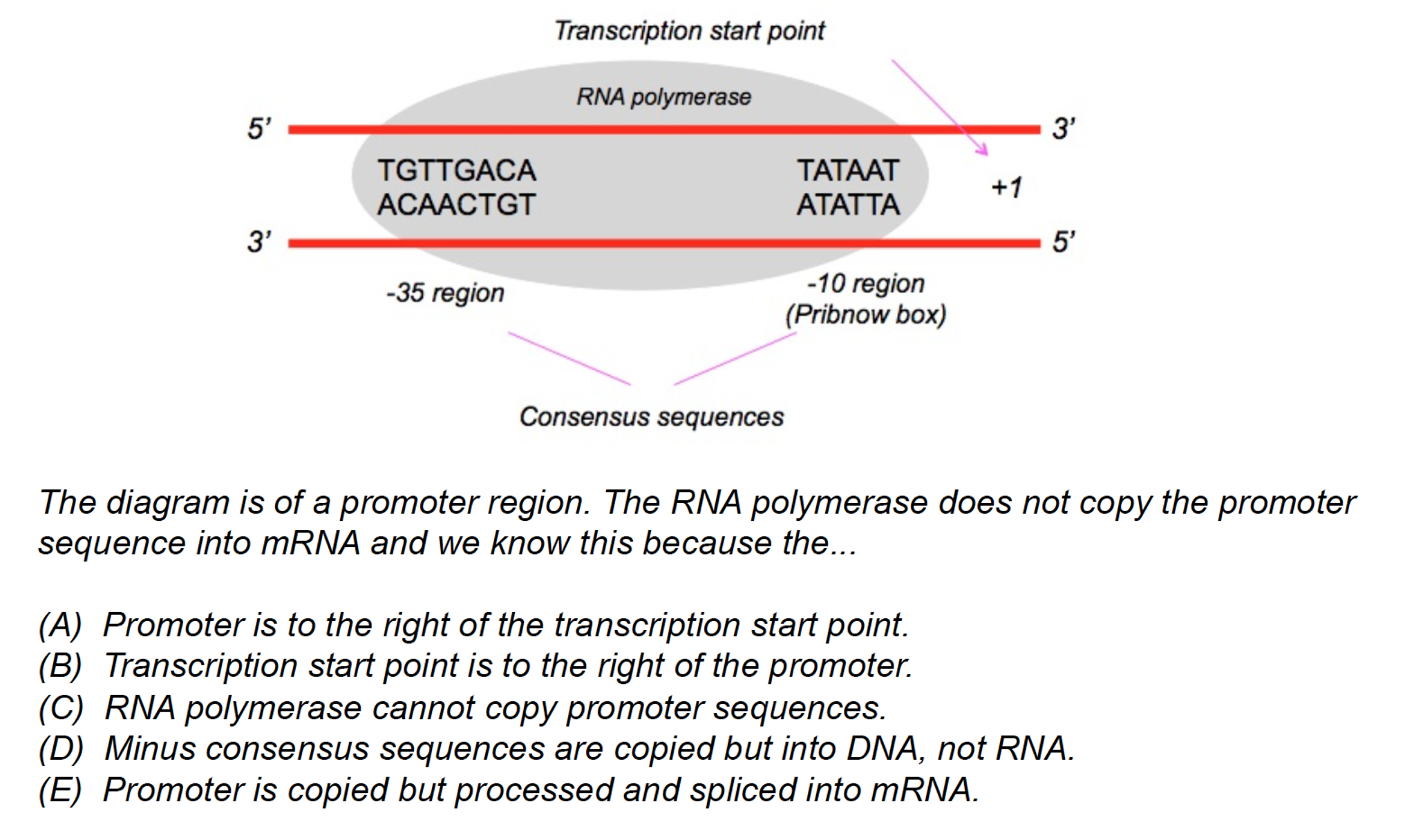 promoter consensus sequence