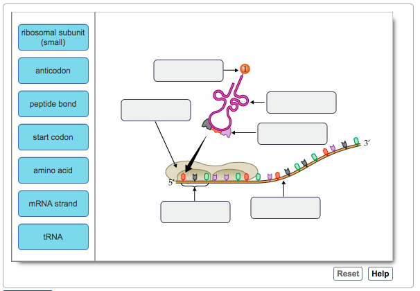 Solved Translation is the process of protein synthesis using | Chegg.com