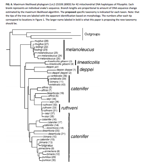 1. How many species of snake are represented in | Chegg.com