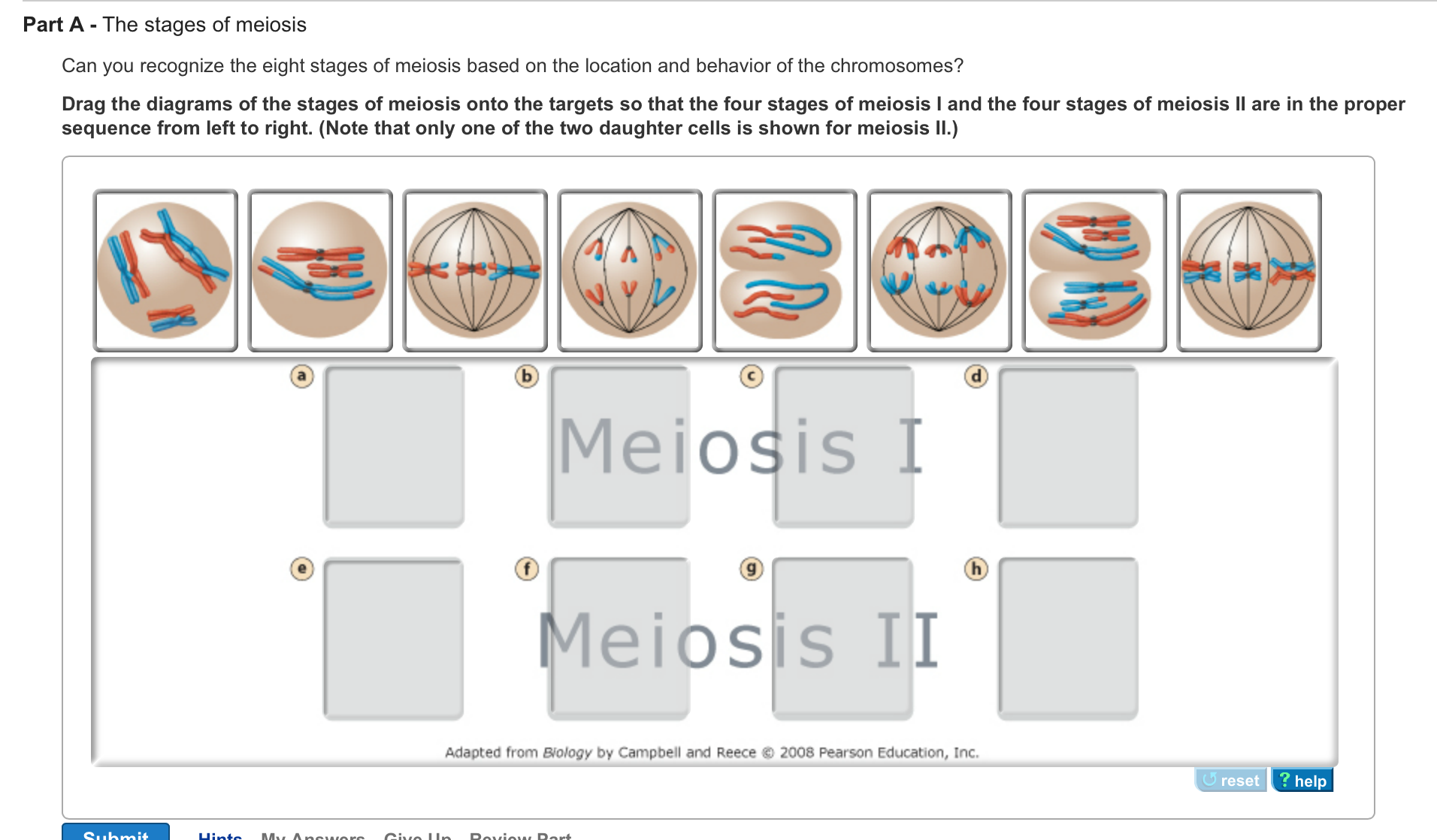 [DIAGRAM] The 8 Stages Of Meiosis Diagram And Label - MYDIAGRAM.ONLINE
