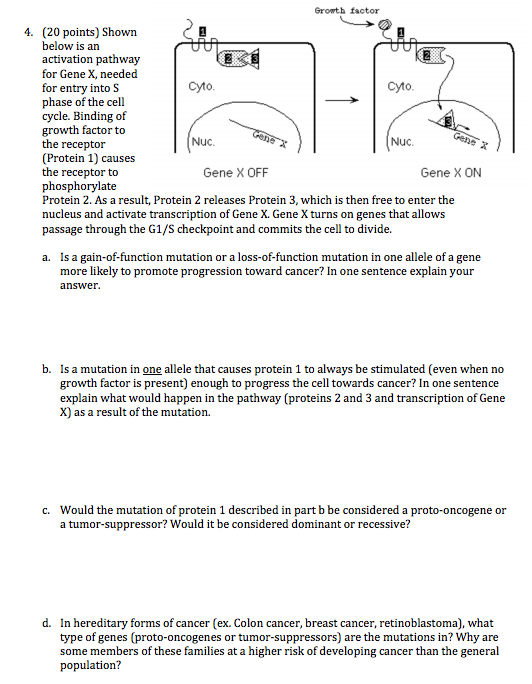 Solved Shown Below Is An Activation Pathway For Gene X Chegg