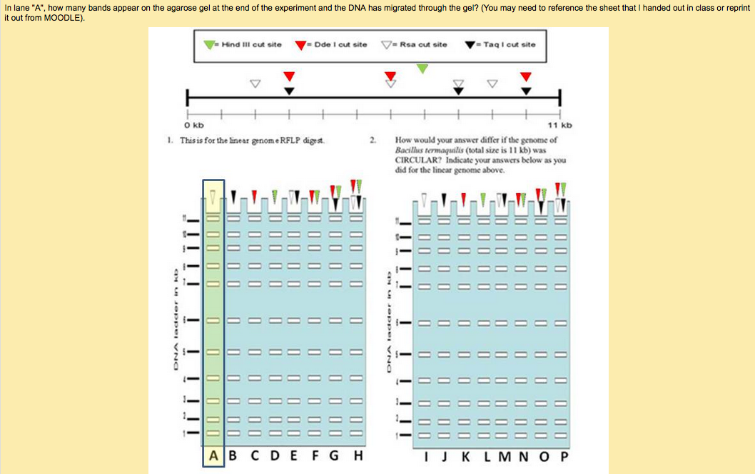 Solved In lane "A", how many bands appear on the agarose gel