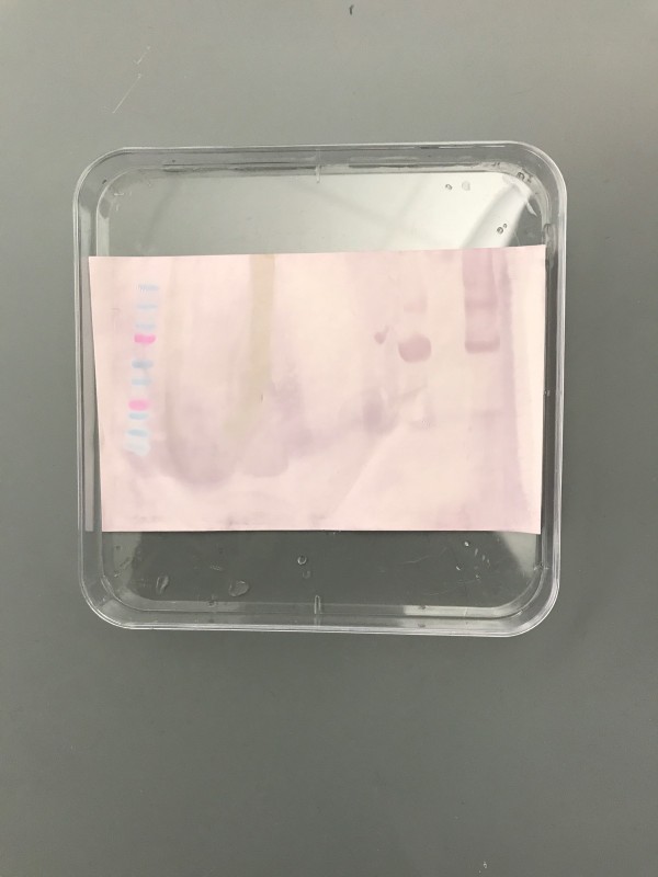 Solved Produce a standard curve from the western blot