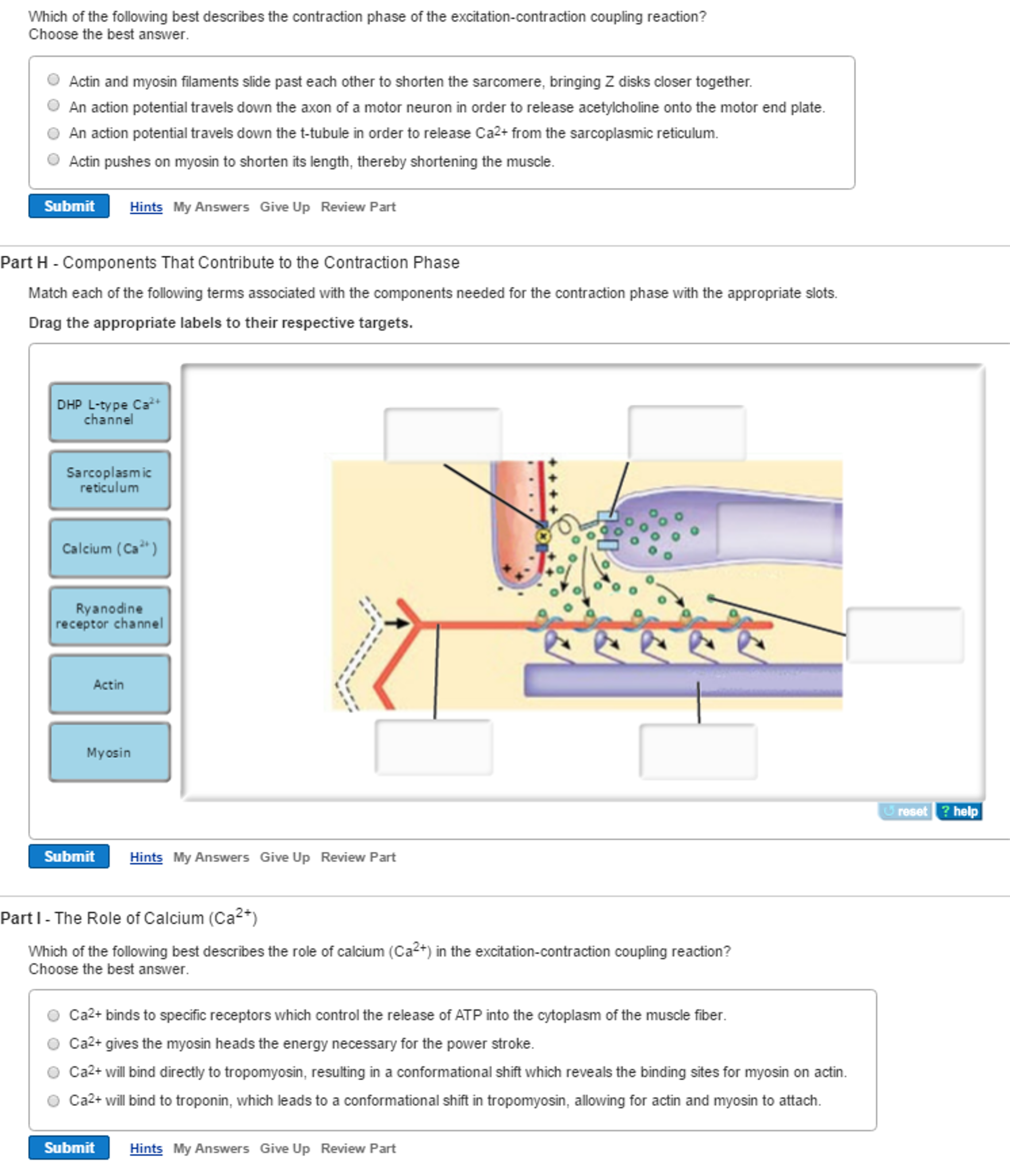 Solved Which Of The Following Best Describes The Contraction Chegg Com