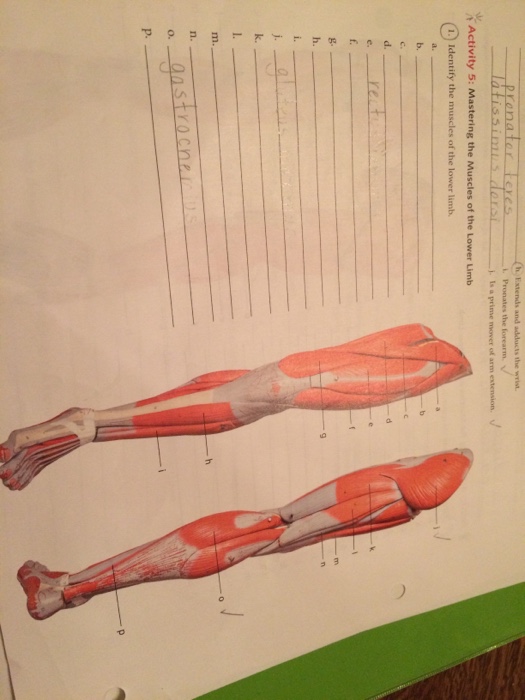 Solved Identify the muscles of the lower limb. | Chegg.com