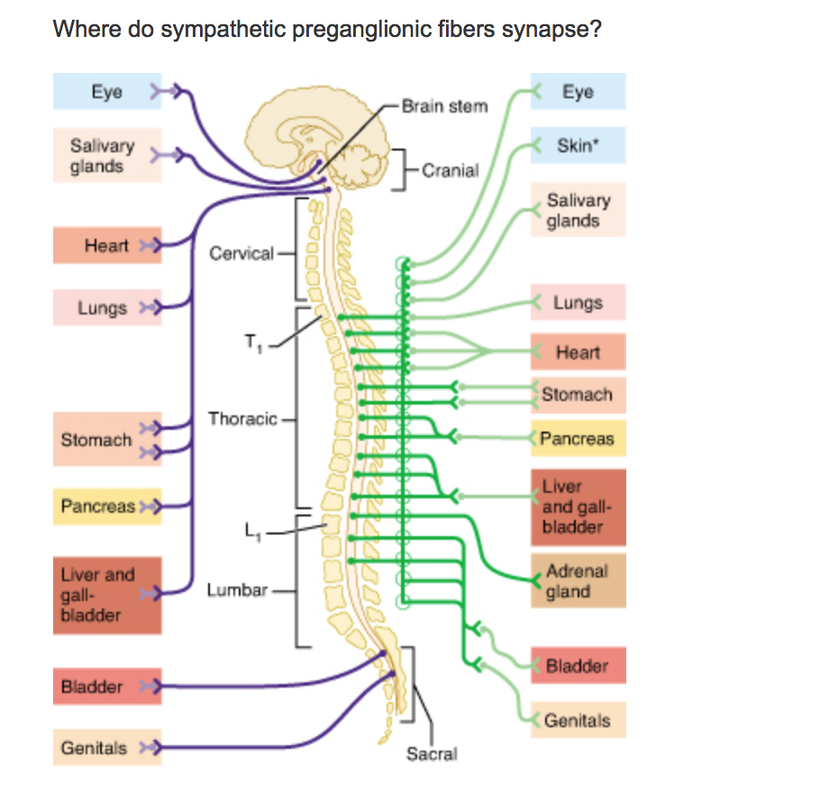 Solved Where do sympathetic preganglionic fibers synapse? | Chegg.com