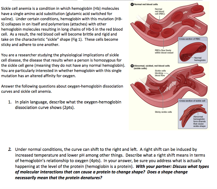 Sickle cell anemia is a condition in which hemoglobin | Chegg.com