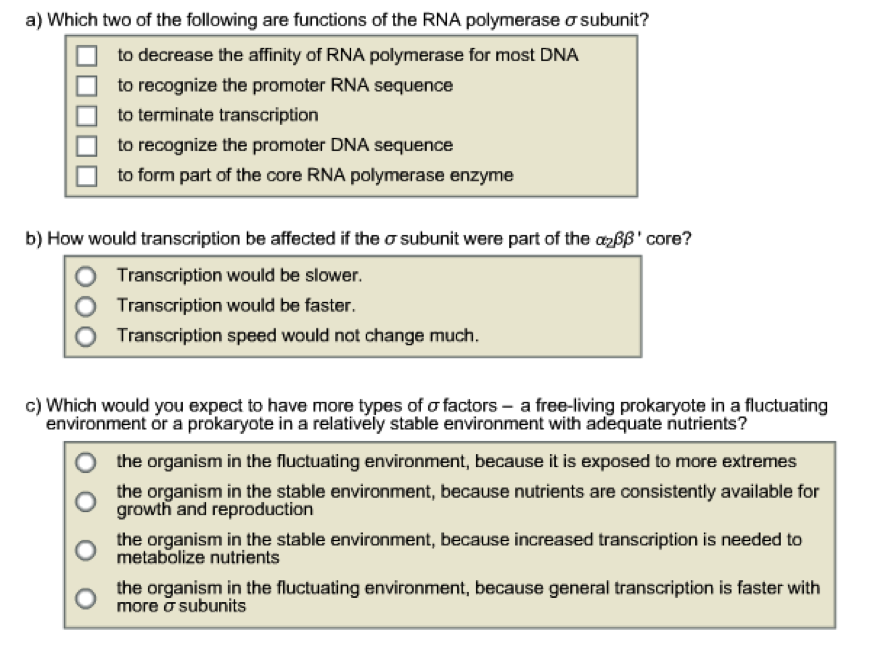 Solved The RNA polymerase holoenzyme ?2??'? carries out