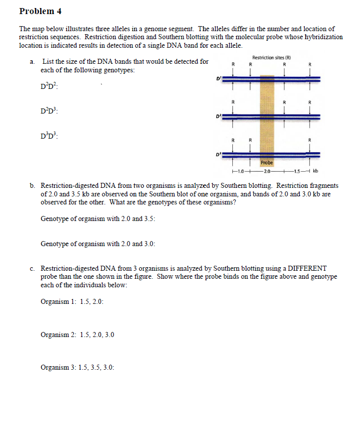 Solved Problem 4 The map below illustrates three alleles in | Chegg.com