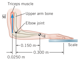 Solved In an isometric exercise a person places a hand on a | Chegg.com