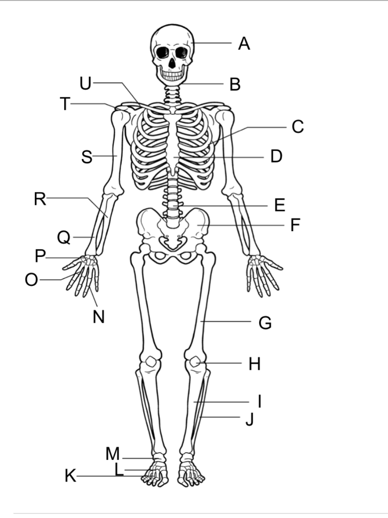 Solved List the all of the Alphabet | Chegg.com