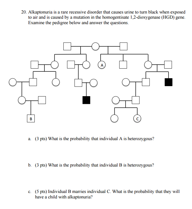 Solved: 20. Alkaptonuria Is A Rare Recessive Disorder That... | Chegg.com