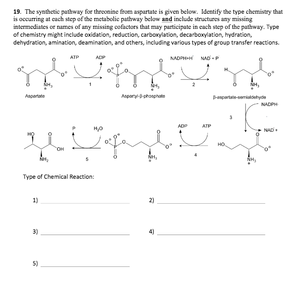 Solved 19. The Synthetic Pathway For Threonine From | Chegg.com