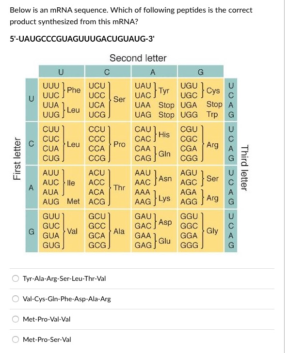 Solved Below is an mRNA sequence. Which of following | Chegg.com