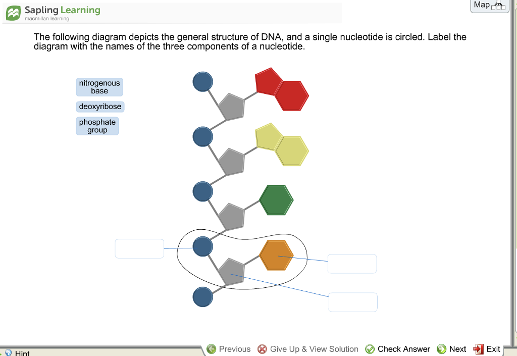 Solved Label The Diagram Accordingly To The Correct Compo...