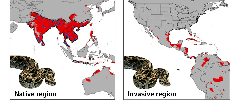 solved-pesky-pythons-use-the-information-and-images-to-chegg