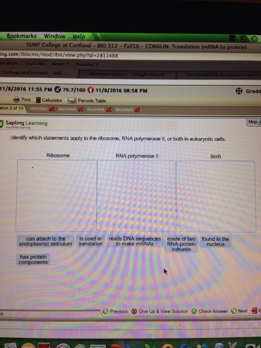 Solved Identify which statements apply to the ribosome, RNA | Chegg.com