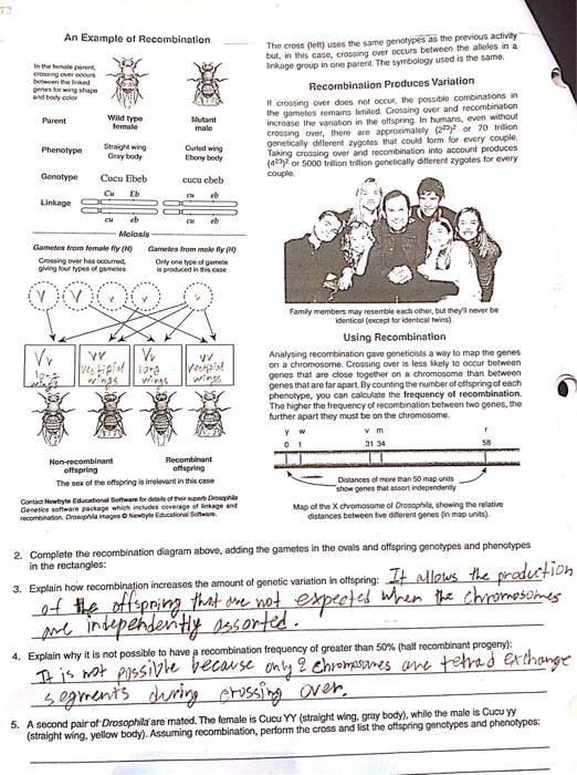 Solved Complete the recombination diagram above, adding | Chegg.com