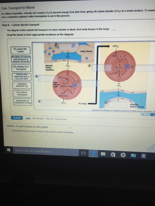 Solved In cellular respiration, animals use oxygen (O_2) to | Chegg.com