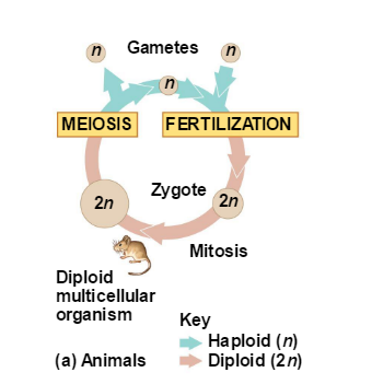 Solved: When And Where Do Mitosis And Meiosis Occur During... | Chegg.com