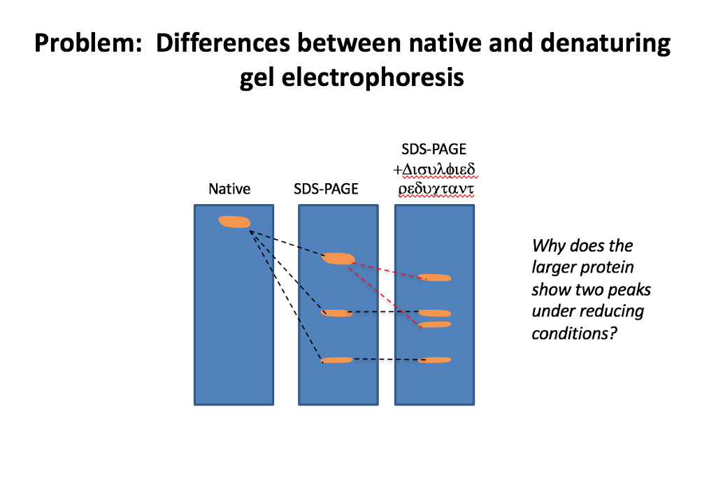 solved-problem-differences-between-native-and-denaturing-chegg