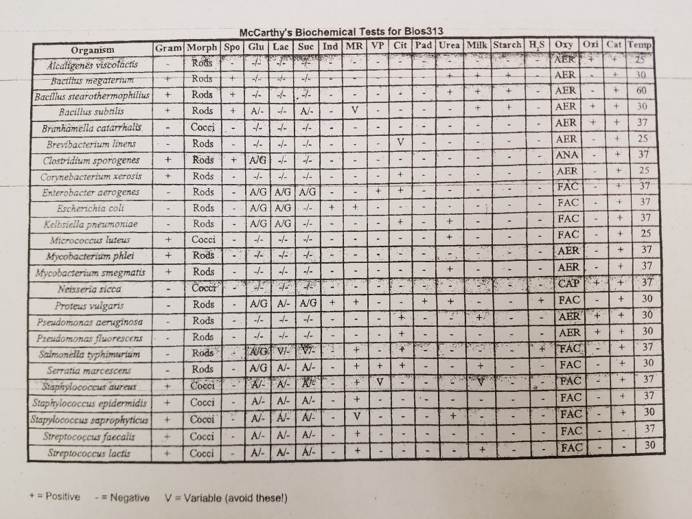 Solved McCarthy's Biochemical Tests for Bios313 Gram Morph
