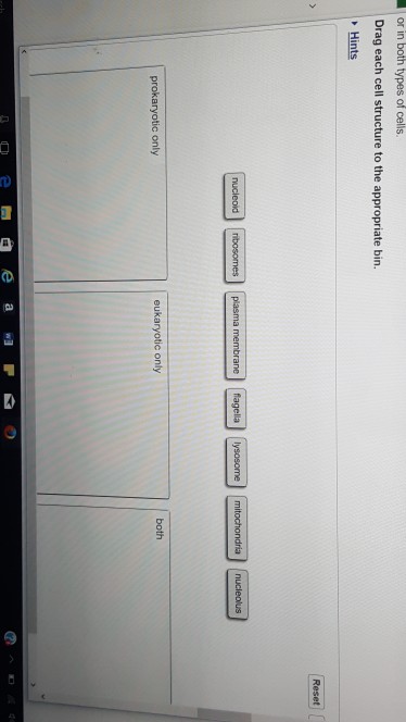 Solved Or In Both Types Of Cells Drag Each Cell Structure 1964