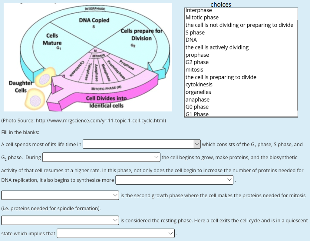 Solved Interphase Mitotic phase The cell is not dividing Biology Diagrams