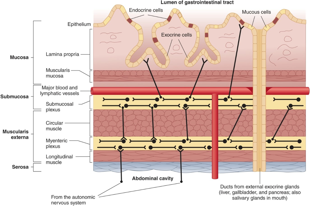 Submucosa