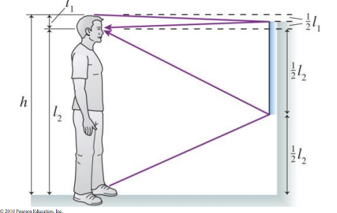 Solved What is the shortest mirror on the wall in which you | Chegg.com