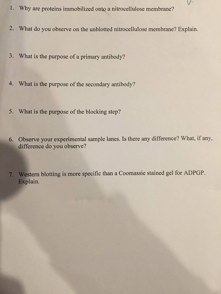 solved-why-are-proteins-immobilized-onto-a-nitrocellulose-chegg