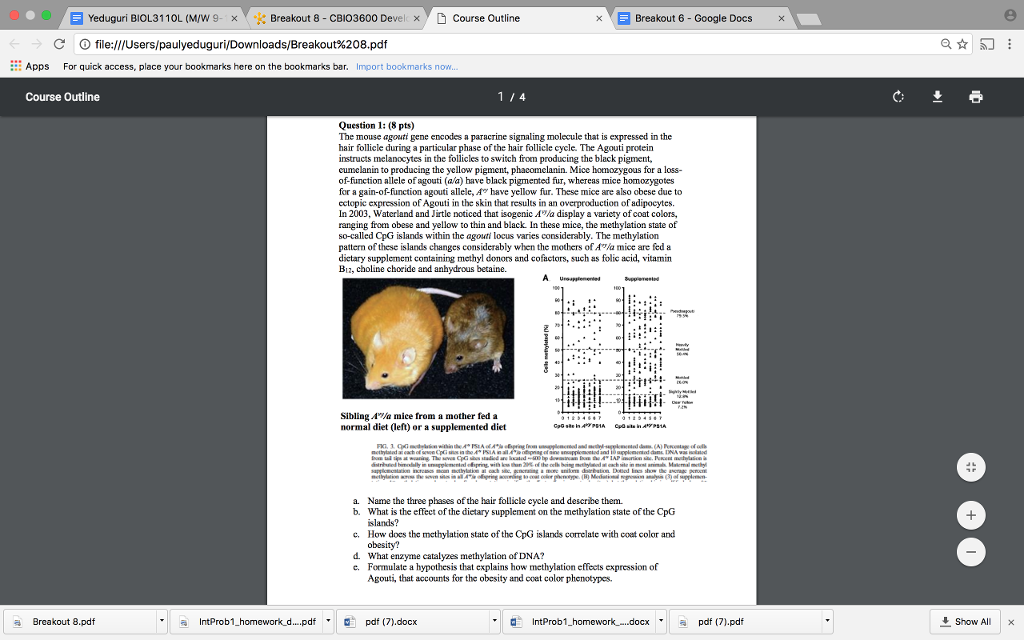 Solved The mouse agouti gene encodes a paracrine signaling