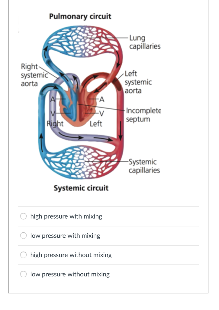 Solved For each of the following vertebrate circulatory | Chegg.com