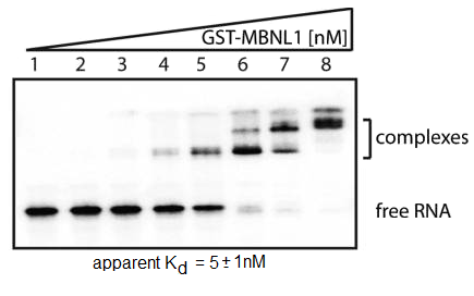 Solved 1) Electrophoretic mobility shift assay of the MBNL1 | Chegg.com