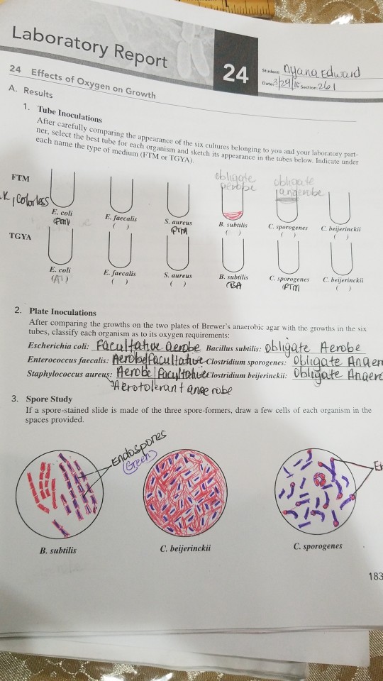 Laboratory Report 24 24 Effects of Oxygen on Growth E