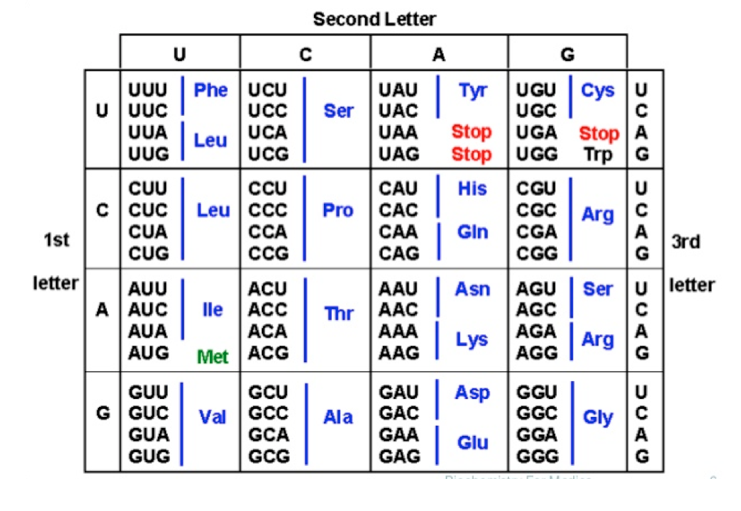 Solved The following DNA sequence is derived from the middle | Chegg.com